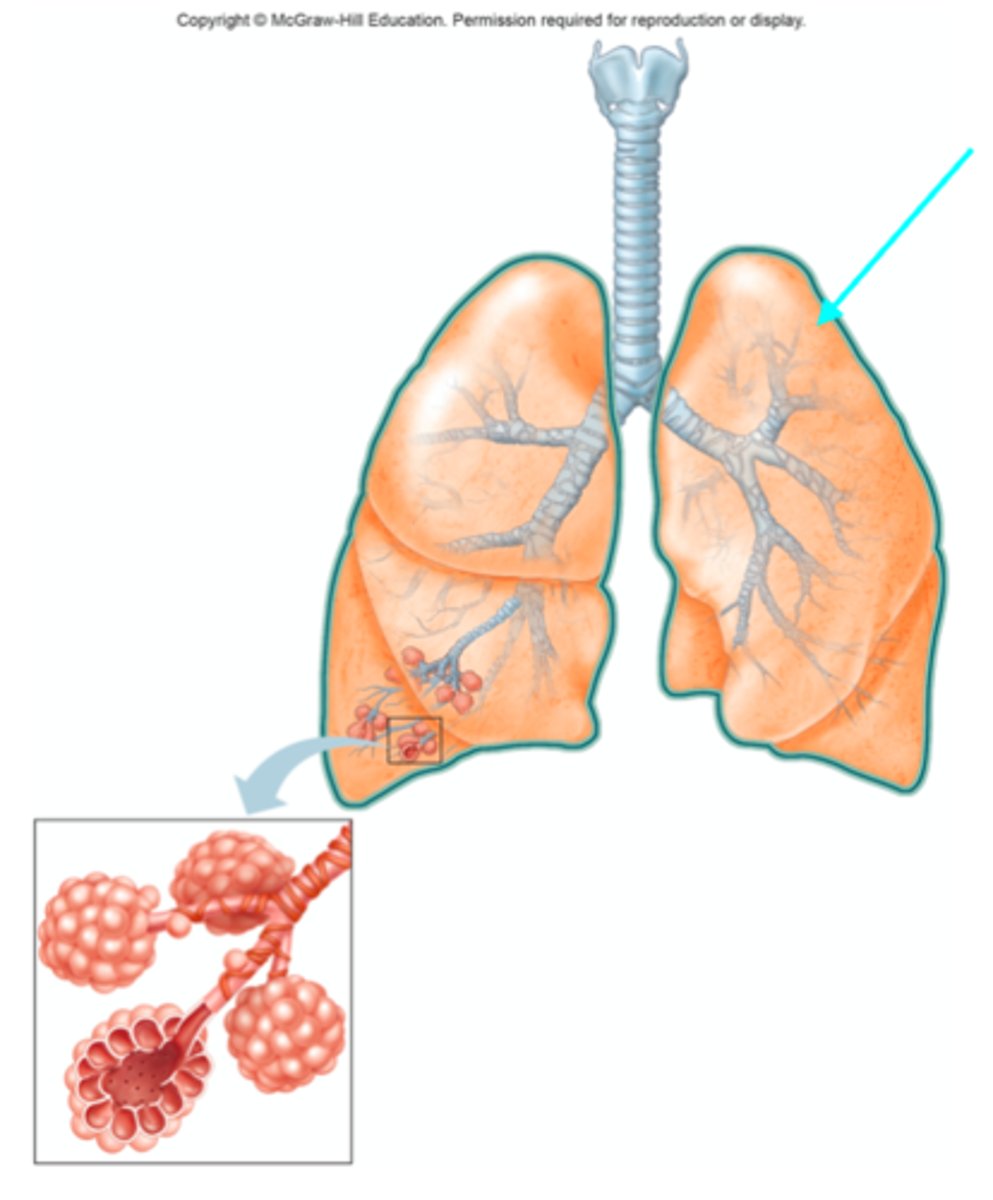 <p>Which lobe of the lungs is the blue arrow pointing at?</p>