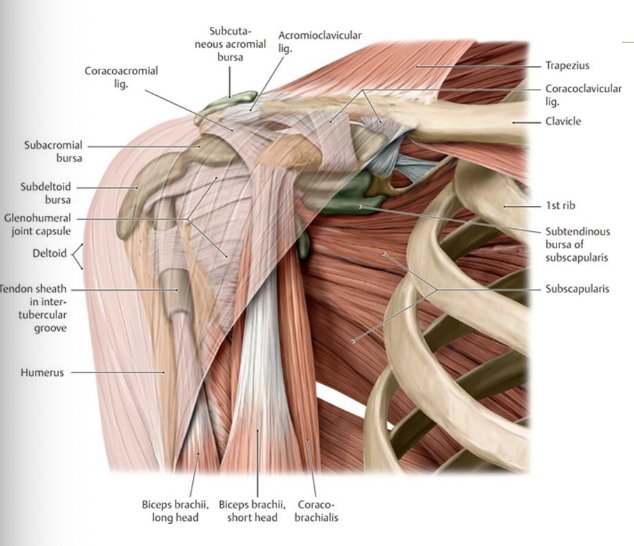 <p>-subacromial bursa</p><p>-subdeltoid bursa</p><p>-subscapular bursa</p>