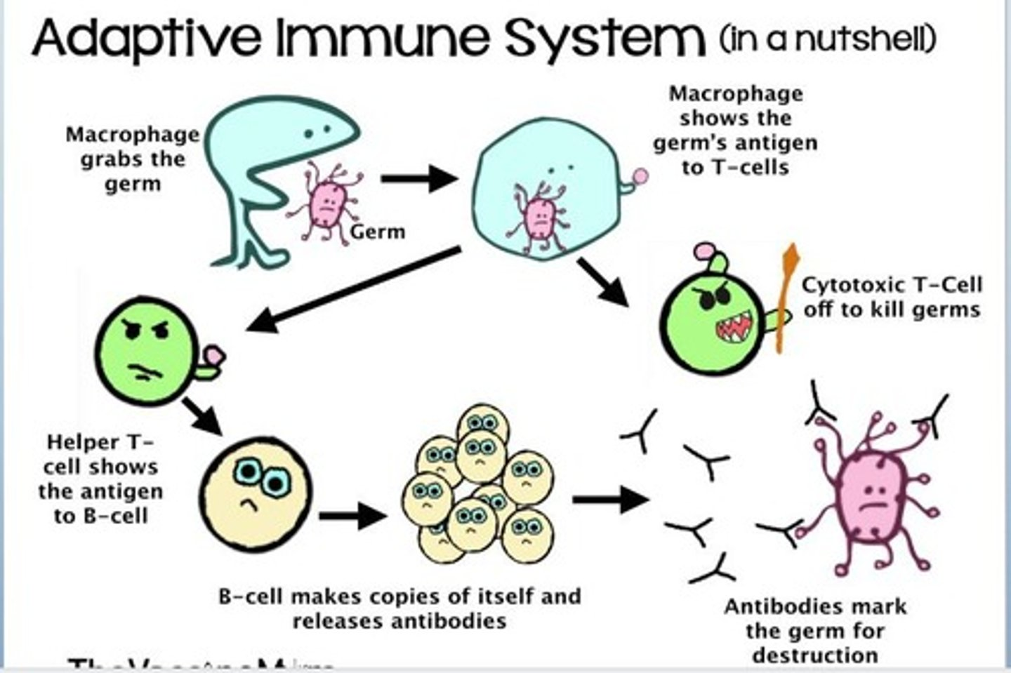 <ol><li><p>Macrophage engulfs the germ (doesn’t kill)&nbsp;</p></li><li><p>Presents antigen to T cell</p><ul><li><p>Helper T can show the antigen to the B-cell&nbsp;</p></li><li><p>Cytotoxic T-cell can kill other germs&nbsp;</p></li></ul></li><li><p>B-cell makes copies of itself and releases antibodies&nbsp;</p></li><li><p>Antibodies mark the germ for kill&nbsp;</p></li></ol><ul><li><p>pathogen specific; takes longer to develop </p></li></ul><p></p>