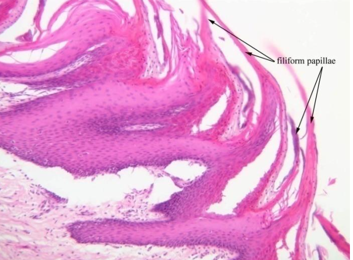 <p>ID the image. BE SPECIFIC</p>