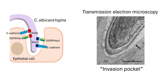 <ol><li><p>Active <strong>penetration </strong>of hyphae (fungus driven) - tugor pressure pushes through the tissue</p></li><li><p><strong>Receptor-induced endocytosis </strong>(host driven)</p></li></ol><p></p>