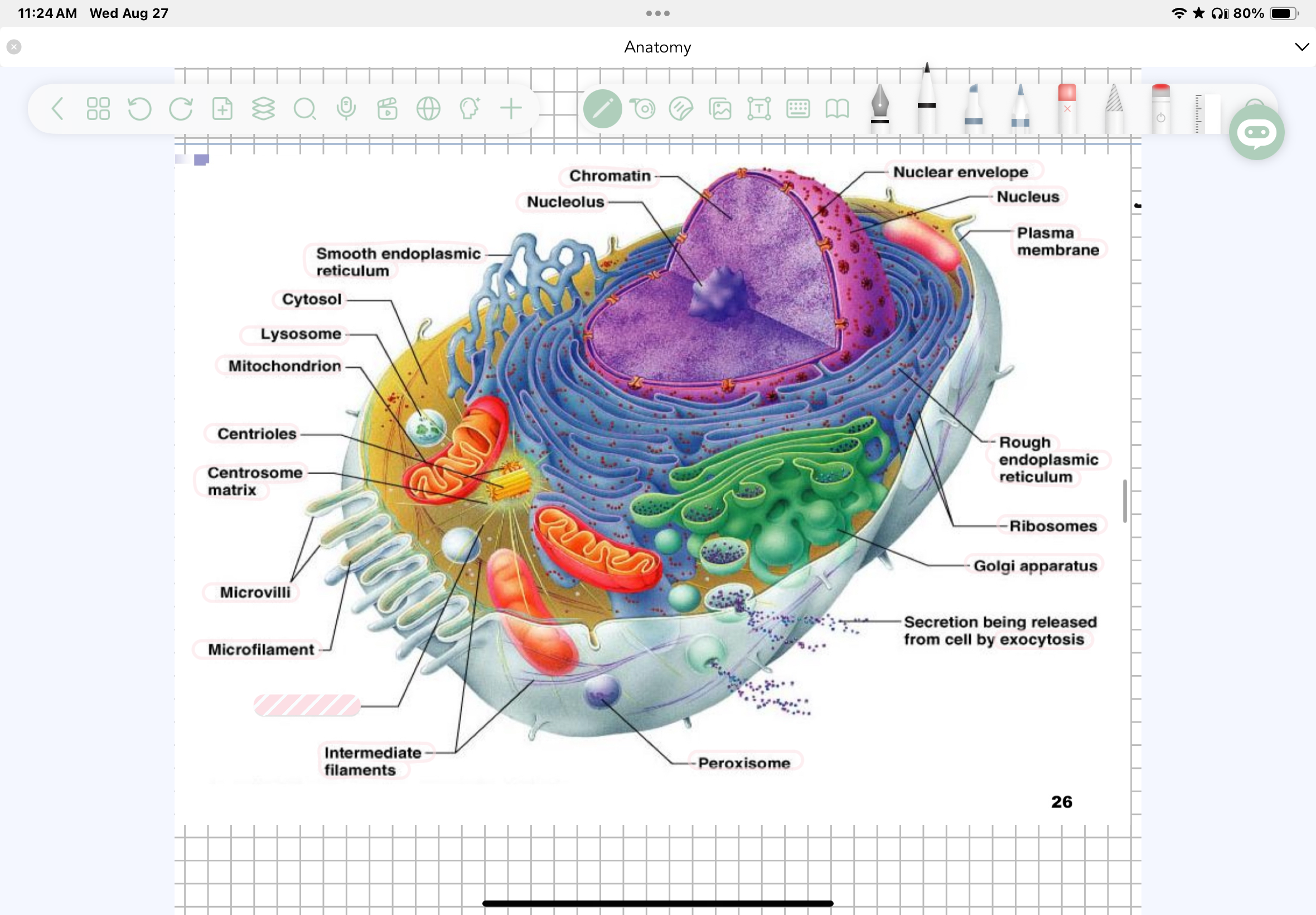 term image