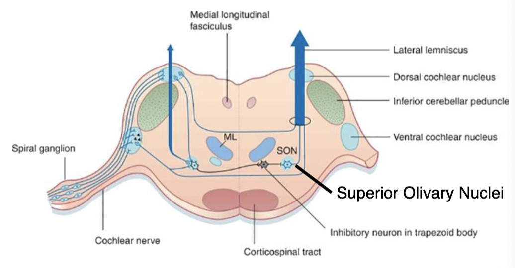 <p>what is the main function of the auditory nuclei in the superior olivary complex? how does it do this?</p>