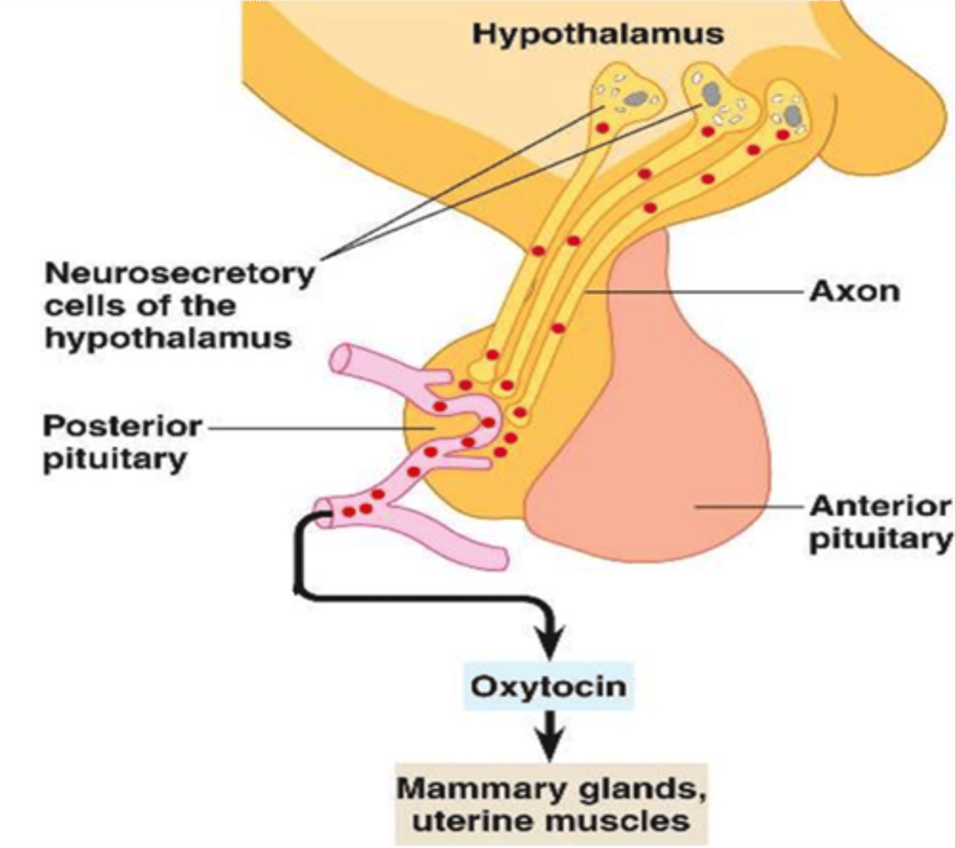 <p>in the terminals of the neurosecretory cells passing from the hypothalamus to the posterior pituitary</p>