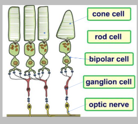 <ul><li><p>Once a&nbsp; receptor is stimulated, it can send impulses to the brain.</p></li><li><p>The brain interprets the pattern of impulses to form an image.</p></li><li><p>There are synapses connecting the rods and cones to bipolar neurones.</p></li><li><p>The bipolar neurones connect to ganglion cells via synapses.</p></li><li><p>Ganglion cells have axons that extend to the optic nerve which is directly connected to the brain.</p></li><li><p>Due to the high number of receptors, it is not possible for there to be individual connections between each receptor and the brain.</p></li><li><p>The way that rods and cones are connected to the optic nerve affects visual acuity.</p></li></ul><p></p>