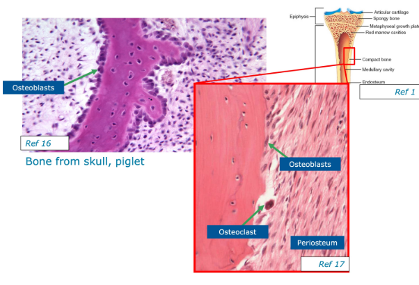<ul><li><p>occurs in a connective tissue membrane and begins during fetal development with the differentiation of mesenchymal cells into osteoblasts. </p></li><li><p>secretion of osteoids that undergo calcification to produce bone</p></li><li><p>Ossification spreads from the centre of the bone outwards</p></li><li><p>Forms most flat bones e.g. skull, mandible and clavicles. </p></li></ul><p></p>