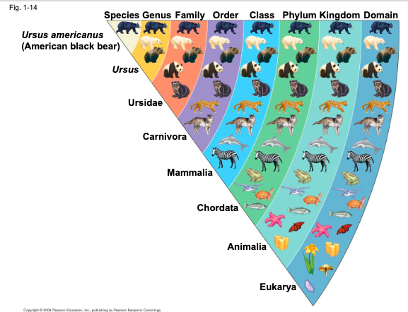 <p>branch of biology that names and classifies species into groups of inc.</p>