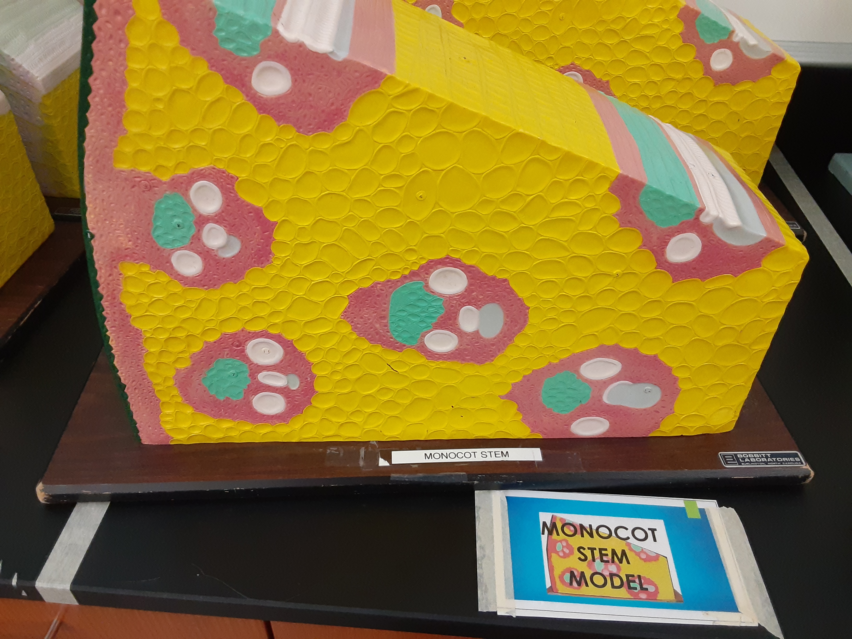 <p>Stem <br>monocot </p>