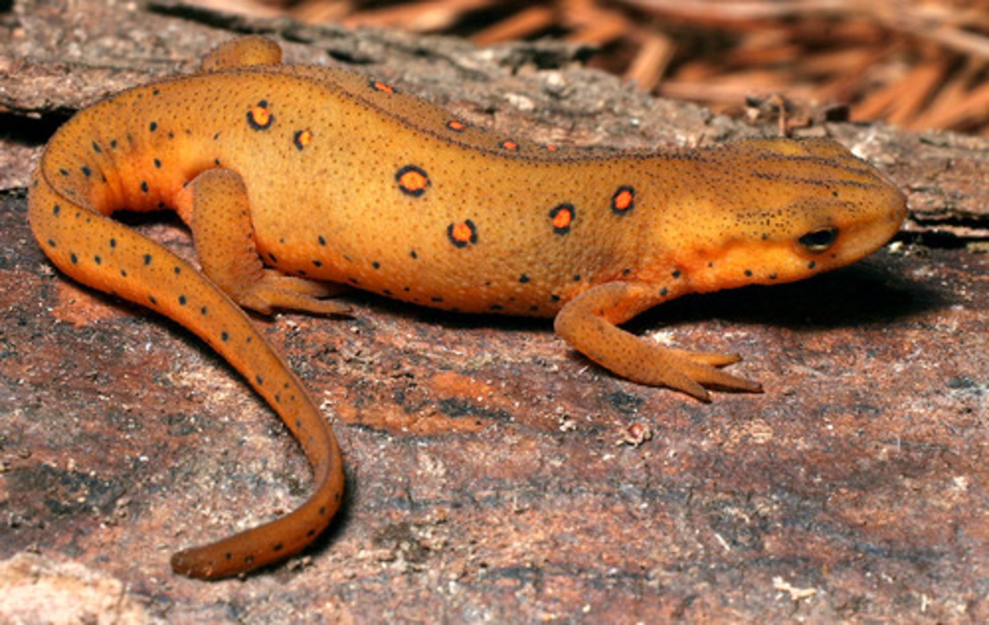 <p>Advanced salamanders</p>