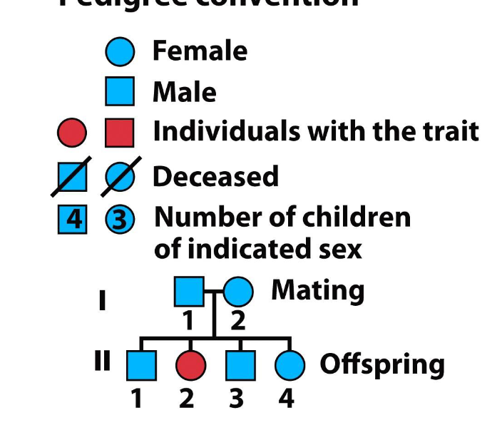 <p>The genetic transmission of phenotypic traits through families</p>