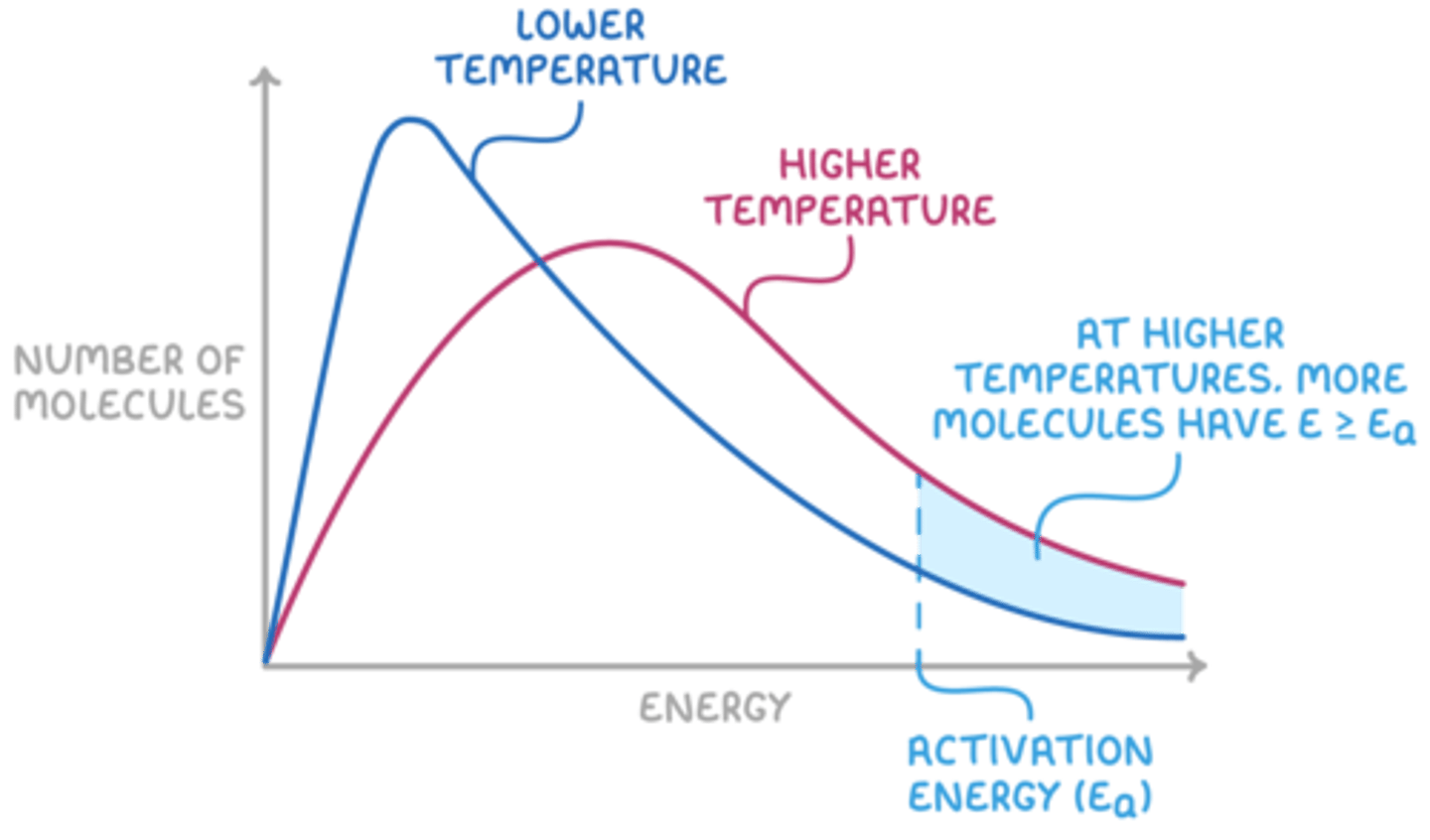 <p>-> inc in T -> Shifts graph to RHS -> more molecules w/ fav orientation + nec. Ea</p>