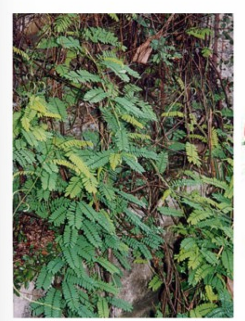 <p><strong>Abrus precatorius</strong></p><p>họ Fabaceae</p>