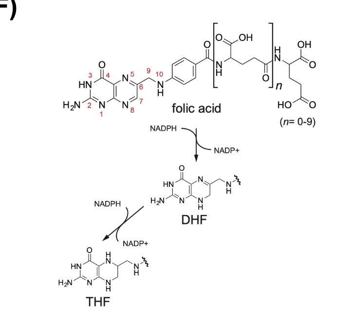 <p>tetrahydrofolate (THF)</p><ul><li><p>folic acid is sequentically <strong>reduced</strong> → <strong>DHF</strong> → <strong>THF</strong></p></li><li><p>enzyme <strong>dihydrofolate reductase (DHFR) </strong>carries out both steps</p></li></ul><p></p>