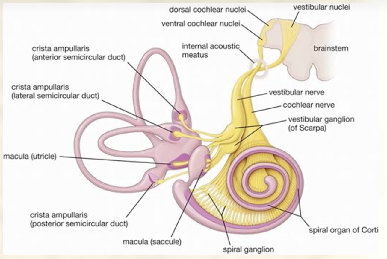 <p><span>Relays the information through to the cochlear nerve which carries info to brain stem and then auditory processing centres of brain</span></p>
