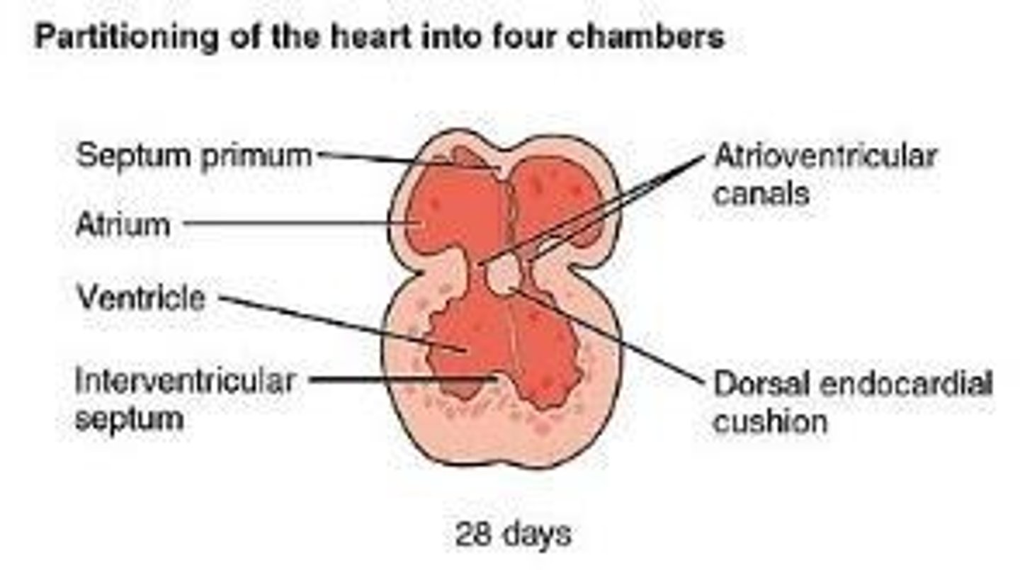 <p>It grows from the dorsal wall of the primitive atrium toward the endocardial cushions, contributing to atrial septation.</p>