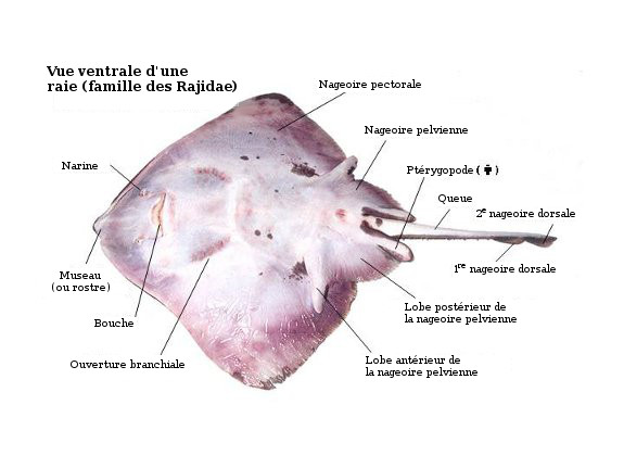 <p>Bilobular pelvic fins</p><p>Each pelvic fin divided into two lobes</p>
