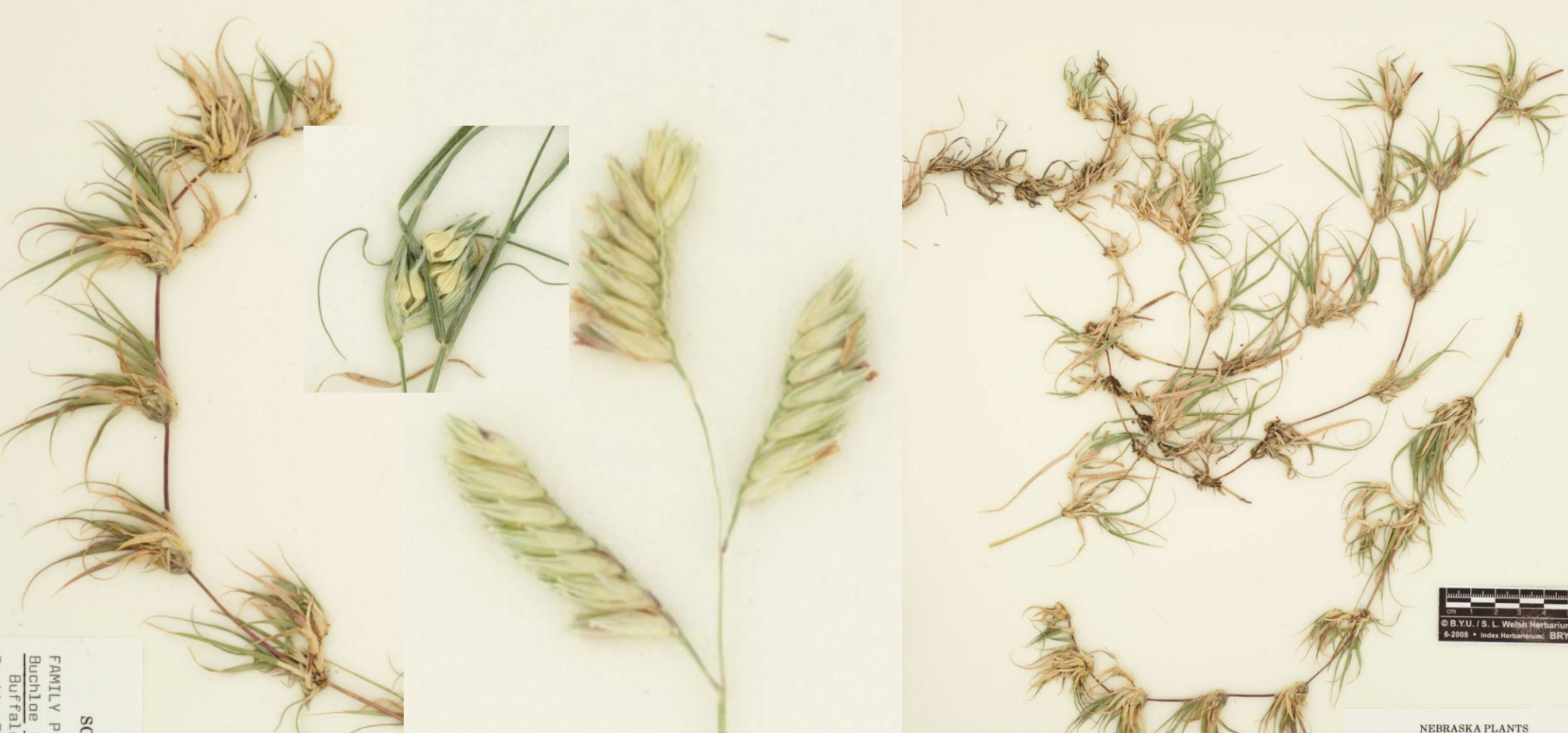 <p>Dioecious</p><p>Curly basal leaves</p><p>Stolons</p><p>Unilateral florets</p>