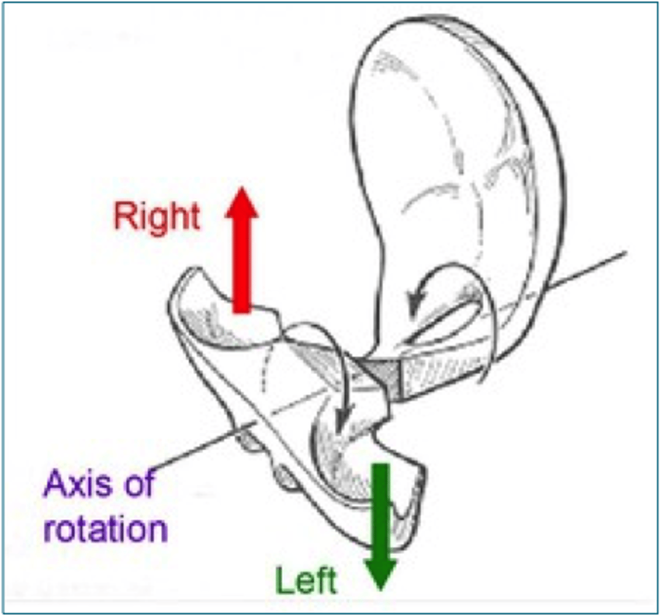 <p>Define Cranial Torsion</p>