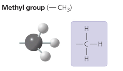 <p>—CH3</p><p>affects the expression of genes when bonded to DNA or to proteins that bind to DNA</p><p>affects shape and function of male and female sex hormones</p><p>compound name: methylated compound </p>