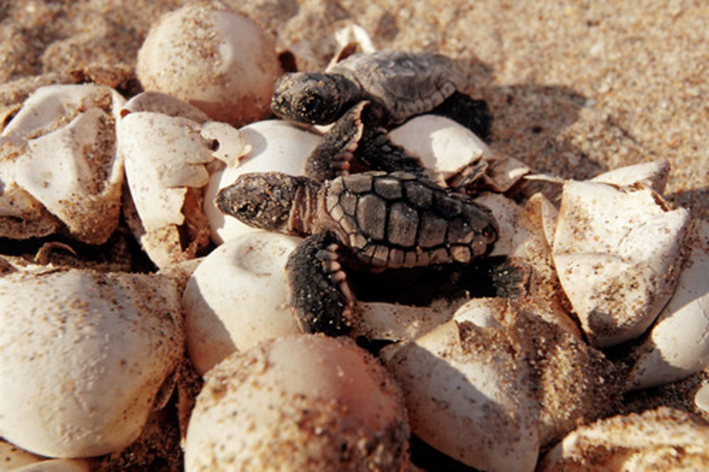 <p>Environmental conditions control sex of organism</p><p>•temperature during incubation controls sex of turtles</p><p>•presence of opposite sex</p><p>-some organisms (fish) can switch sex if few partners available</p>