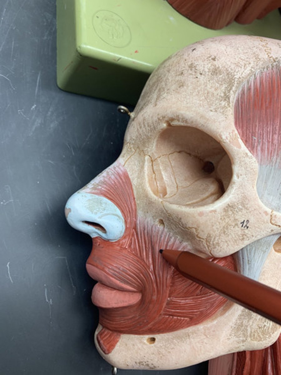 <p>Origin: Canine fossa of maxilla</p><p>Insertion: Corners of upper and lower lips</p><p>Action: Draws corner of mouth up and medially</p><p></p>