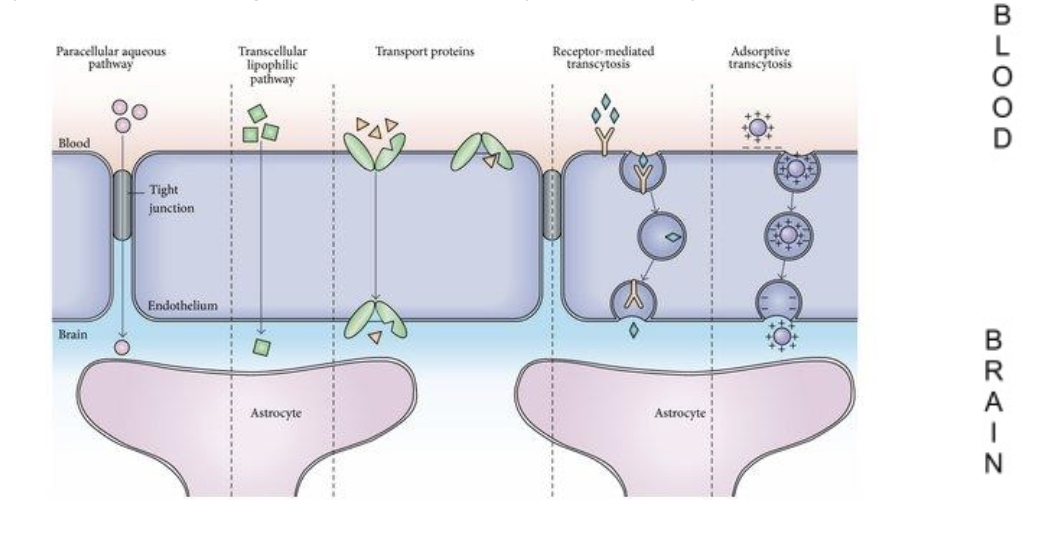 <p>Endothelial cell layer</p>
