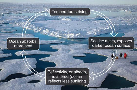 <ul><li><p class="Paragraph SCXO206761171 BCX0" style="text-align: left;"><span style="background-color: inherit; line-height: 22px; color: windowtext;"><span>Less snow/ice decreases the reflectivity of solar radiation (because snow is highly reflective)</span></span></p></li><li><p class="Paragraph SCXO206761171 BCX0" style="text-align: left;"><span style="background-color: inherit; line-height: 22px; color: windowtext;"><span>Therefore, after snow/ice melts, more solar radiation is absorbed rather than reflected</span></span><span style="line-height: 22px; color: windowtext;"><span>&nbsp;</span></span></p></li><li><p class="Paragraph SCXO206761171 BCX0" style="text-align: left;"><span style="background-color: inherit; line-height: 22px; color: windowtext;"><span>This process leads to </span><mark data-color="blue" style="background-color: blue; color: inherit;"><span>continually warmer conditions&nbsp;</span></mark></span><span style="line-height: 22px; color: windowtext;"><mark data-color="blue" style="background-color: blue; color: inherit;"><span>&nbsp;</span></mark></span></p></li><li><p class="Paragraph SCXO206761171 BCX0" style="text-align: left;"><span style="background-color: inherit; line-height: 22px; color: windowtext;"><span>It is the reason why the polar regions are warming the fastest (going from high albedo to low albedo)&nbsp;</span></span><span style="line-height: 22px; color: windowtext;"><span>&nbsp;</span></span></p></li></ul><p></p>