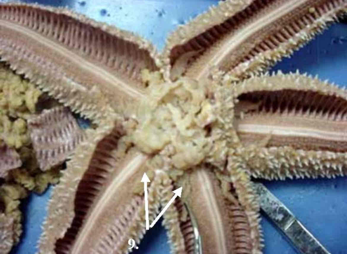 <p>Identify this structure</p>