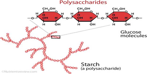 <p>is the storage forms of glucose found in plants. </p><p></p><p>They are <strong>polymers of glucose </strong>molecules linked by the glyosidic bond., which has branches.</p><p></p><p>is a mixture of two polysaccharides: Amylose and Amylopectin.</p><ul><li><p>Amylose is a linear (unbranched) chain of glucose molecules. It is not very soluble in water and is slowly digestible.</p></li><li><p>Amylopectin is a branched chain of glucose molecules. It is more soluble in water and more easily digestible than amylose.</p></li></ul><p></p>