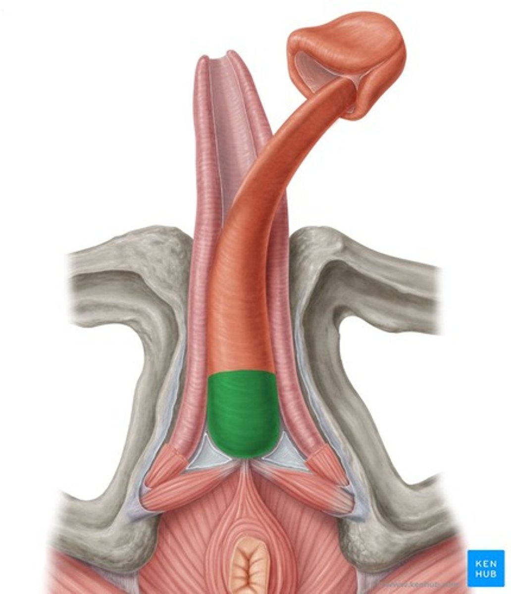 <p>What part of the male reproductive system is this?</p>