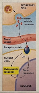 <ol><li><p>secretory cell releases the water soluble hormone into the extracellular fluid</p></li><li><p>the water soluble hormone diffuses into the bloodstream and goes throughout the body</p></li><li><p>the water soluble hormone diffuses back out of the blood and into a receptor protein on the target cell</p></li><li><p>the hormone can then go directly and create a cytoplasmic response OR go into the nucleus for gene regulation, back out of the nucleus, and then create a cytoplasmic response</p></li></ol><p></p>