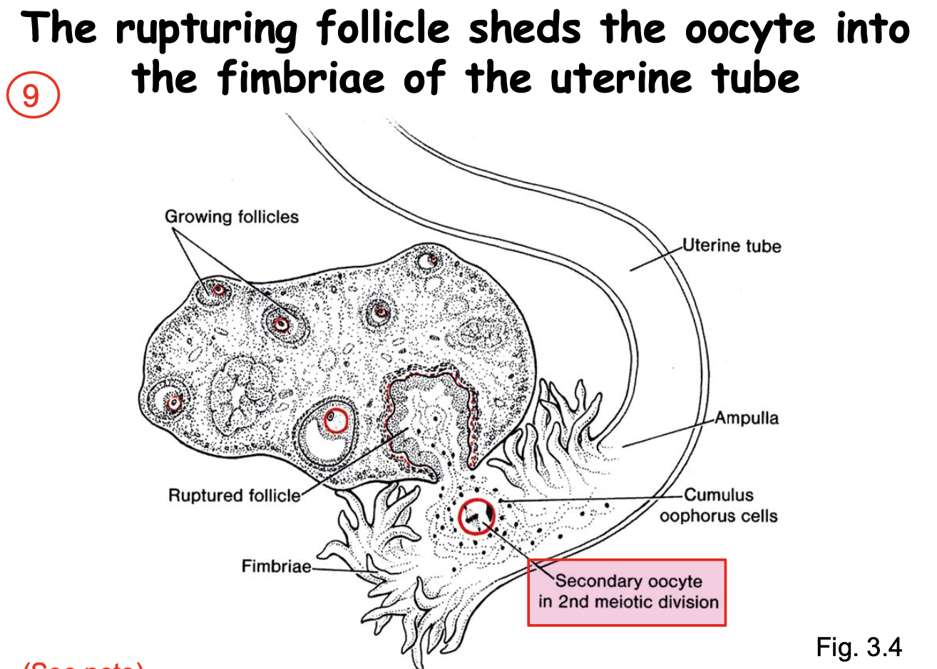 <ul><li><p>fimbriae of the uterine tube</p><ul><li><p>to be ready and in place to be fertilized</p></li></ul></li></ul><p></p>