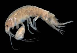 <p>What is this animal? What are their defining characteristics?</p>