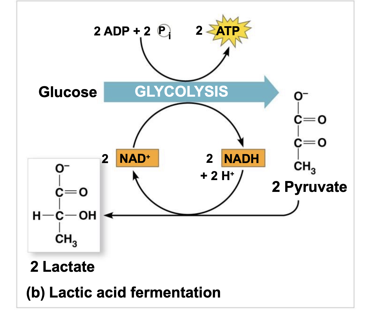 .pyruvate is reduced by NADH, forming lactate as an end product, with no release of CO2 \n .Lactic acid fermentation by some fungi and bacteria is used to make cheese and yogurt \n .Human muscle cells use lactic acid fermentation to generate ATP when O2 is scarce