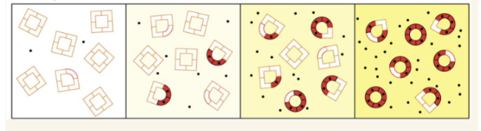 <p>Binding O 2 at one Hb subunit changes conformation at that subunit, facilitating transition at adjacent subunits in the same molecule; mixed tetramers with low- and high-O 2 binding affinity subunits are allowed</p>