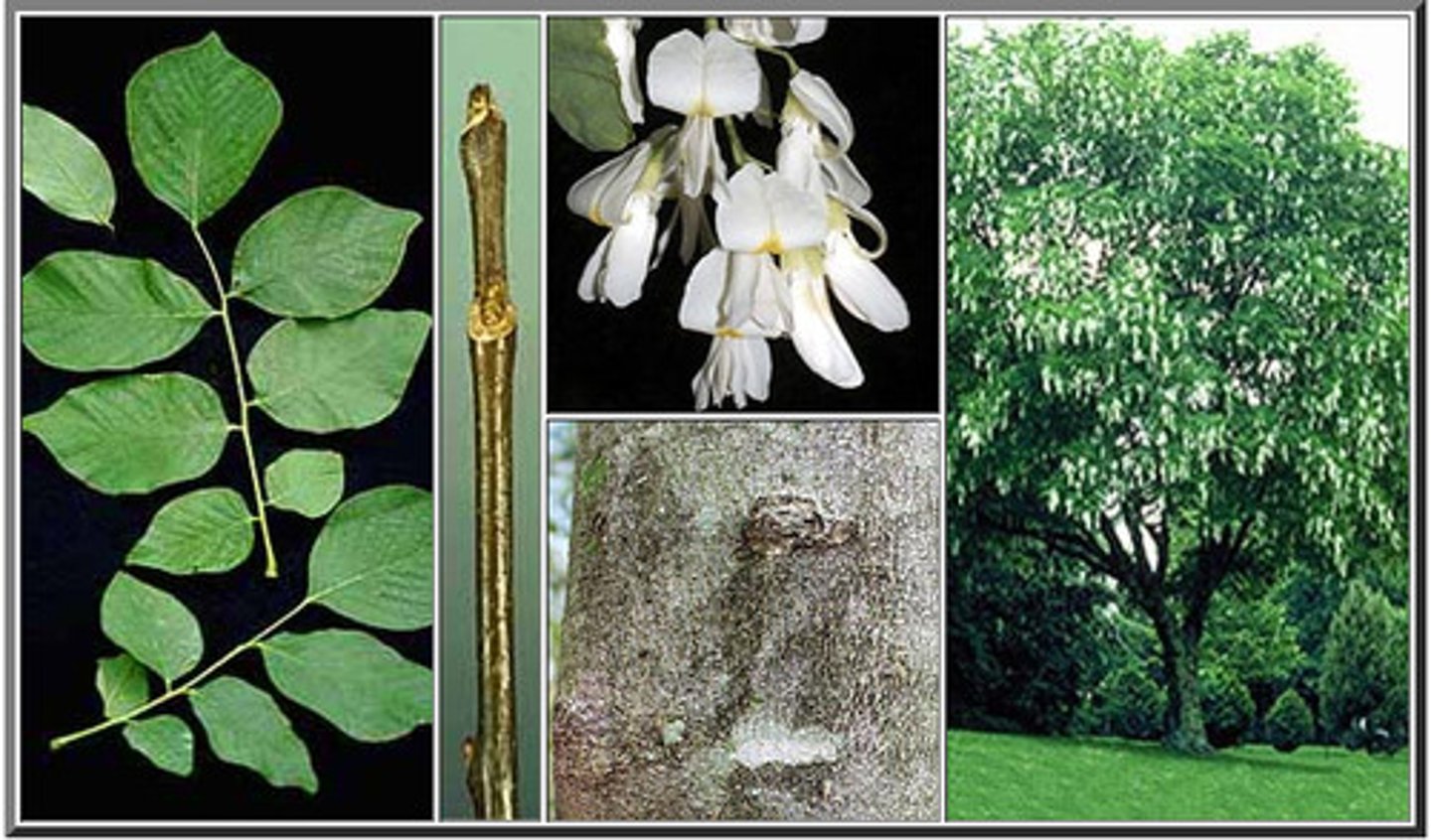 <p>-Smooth bark</p>