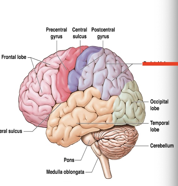 <p>14.9 what part of the cerebrum is this? what is the function? </p>