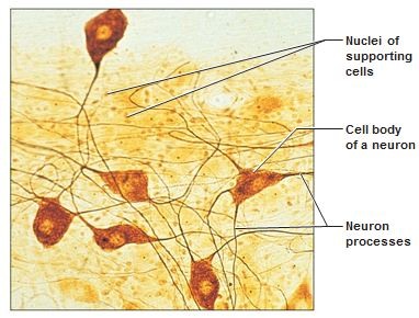 <p>brain, spinal cord, nerves</p>