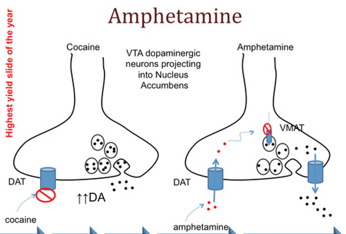 <p>1. activates TAAR1: trace amine associated receptor</p><p>- activation causes increased cAMP</p><p>- non-competitively inhibits transporters via phosphorylation-> efflux</p><p>2. stops transporters: DAT and NET (+ SERT at high doses)</p><p>- amphetamine competitively inhibits transport of dopamine, NE, serotonin</p><p>3. inhibits VMAT2: vesicular monoamine transporter 2</p>