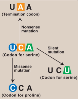 <p>Nonsense mutation: Altered codon encodes a termination codon → shortened protein</p><p>Missense mutation: Altered codon encodes a different amino acid → non-functional / hyperactive protein</p><p>Silent mutation: Altered codon encodes for the same amino acid</p>