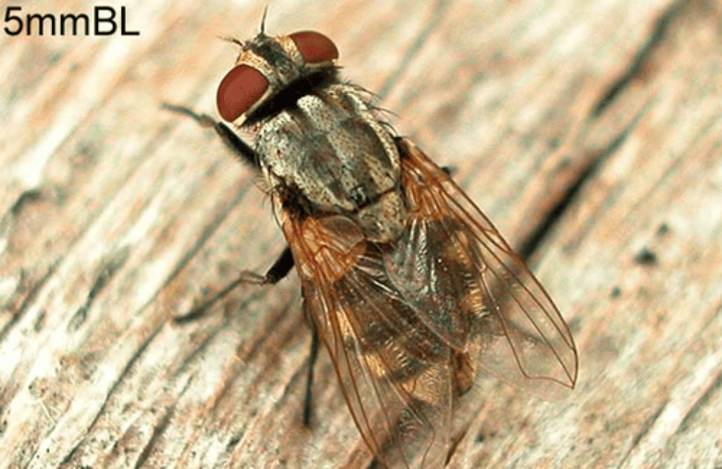 <p>Bazaar fly, eye seeking fly --&gt; causes trachoma</p>