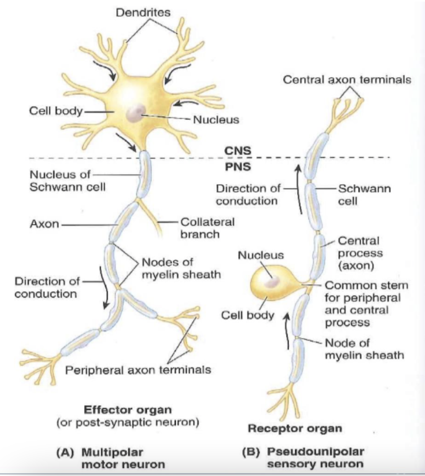 <p>efferent (motor) = multipolar</p><p>afferent (sensory) = pseudounipolar</p>
