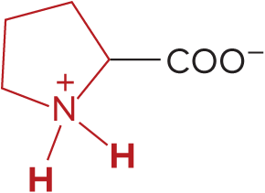<p>Proline</p>