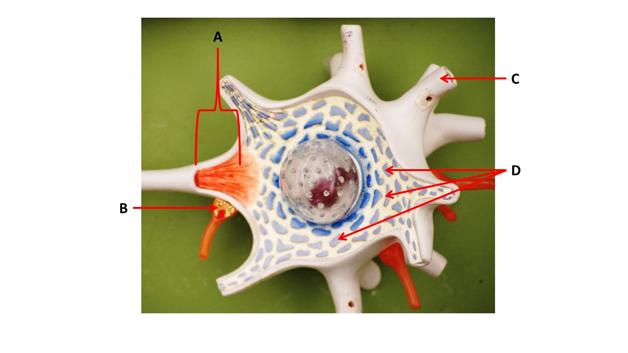 <p><span>The structures at the tips of arrows D are _____.</span></p>