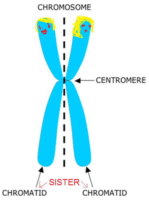 <p>Chromatid</p>