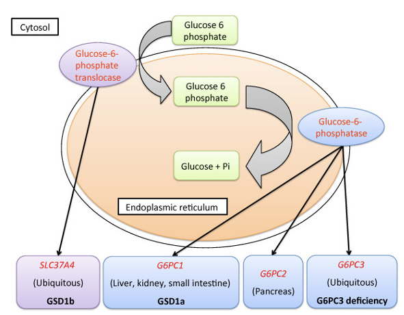 <ul><li><p><span>Enzyme that removes phosphate from G-6-P*</span></p><ul><li><p><span>Found in hepatocytes and intestinal &amp; renal cells*</span></p></li><li><p><span>Expression is suppressed by insulin (wants to trap glucose in cells)*</span></p></li></ul></li><li><p><span>Allows glucose to be released from the hepatocytes via the GLUT2 transporter*</span></p></li><li><p><span>Muscle cells and adipocytes lack G6Pase (do not export glucose)*</span></p></li></ul><p></p>
