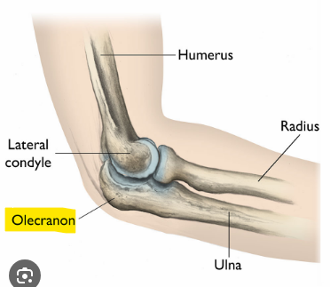 <p>Olecranon - this is a part of the ulna</p>