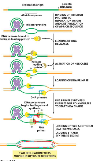 <ol><li><p><span style="color: rgb(146, 103, 243)">initiator proteins</span> wrap the DNA around the complex and cause the helix beside it (replication origin) to destabilise</p></li><li><p><span style="color: yellow">helicases </span>are <span style="color: rgb(255, 255, 255)">loaded </span>by<span style="color: rgb(146, 120, 63)"> loading proteins</span> and attach to the helix</p></li><li><p><span style="color: rgb(163, 126, 46)">loading proteins</span> detach and <span style="color: yellow">helicase </span>initiates the replication cycle</p></li><li><p>primase creates first RNA primers</p></li><li><p>rest of complex assembles and replication starts</p></li></ol><p></p>