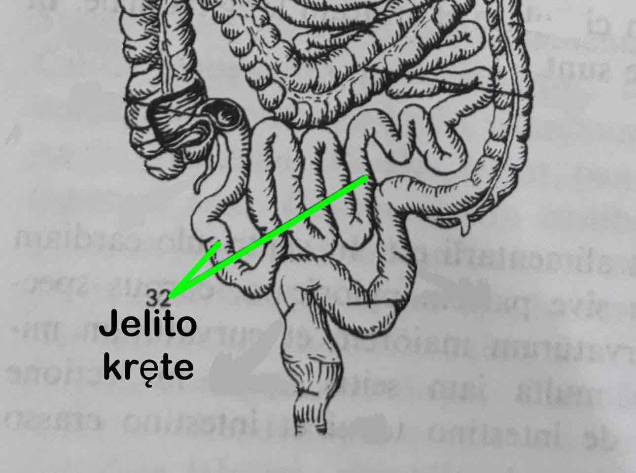 <p>Jelito kręte</p>