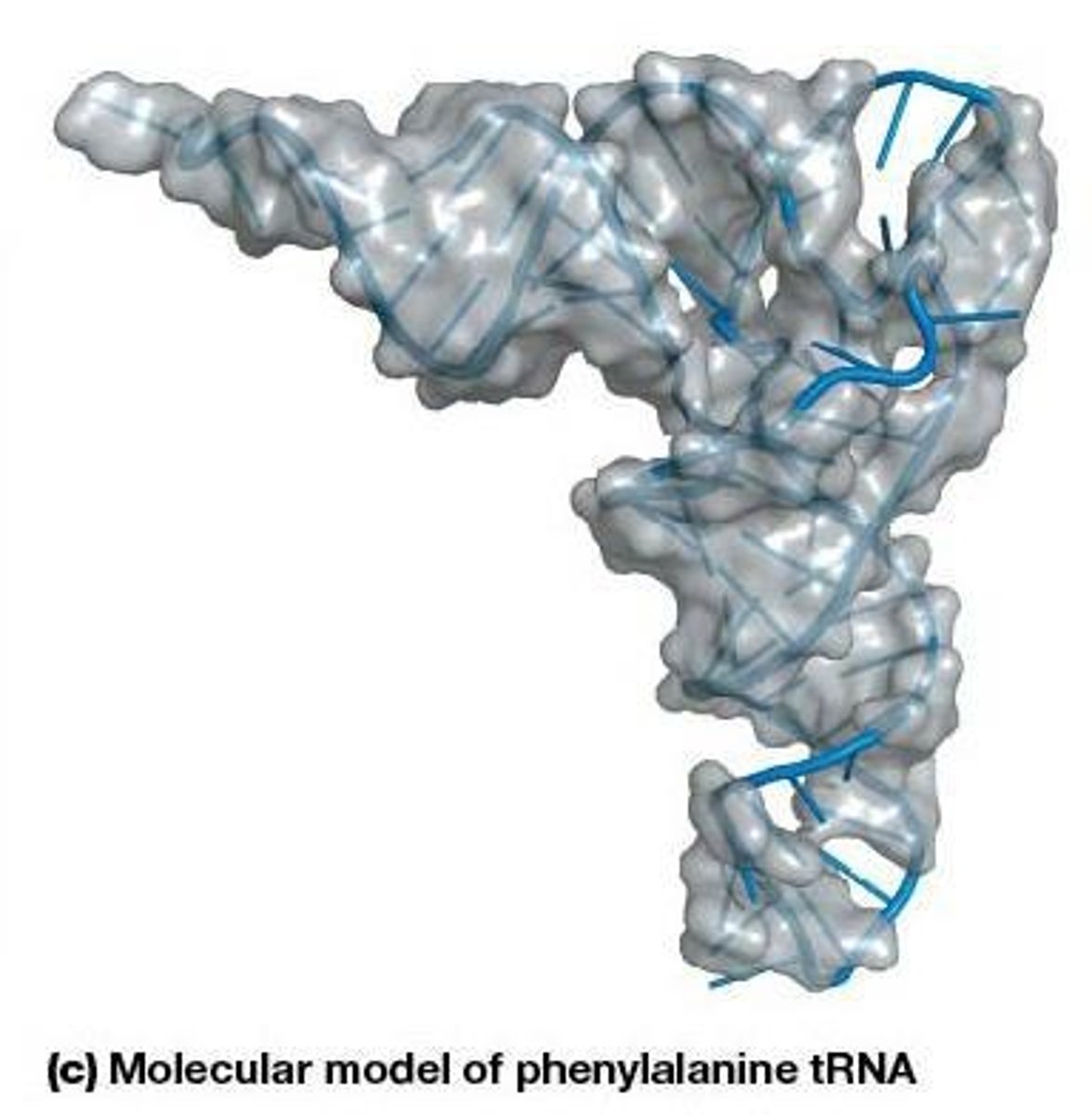 <p>Transfer RNA; connects mRNA codon to amino acid.</p>